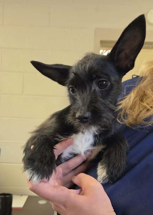 Yoda, adopted, Puppy Female Schnauzer & Scottish Terrier.