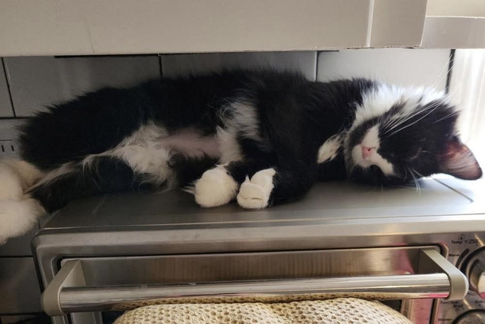 Jackie, Adoptable, Young Female Domestic Long Hair.