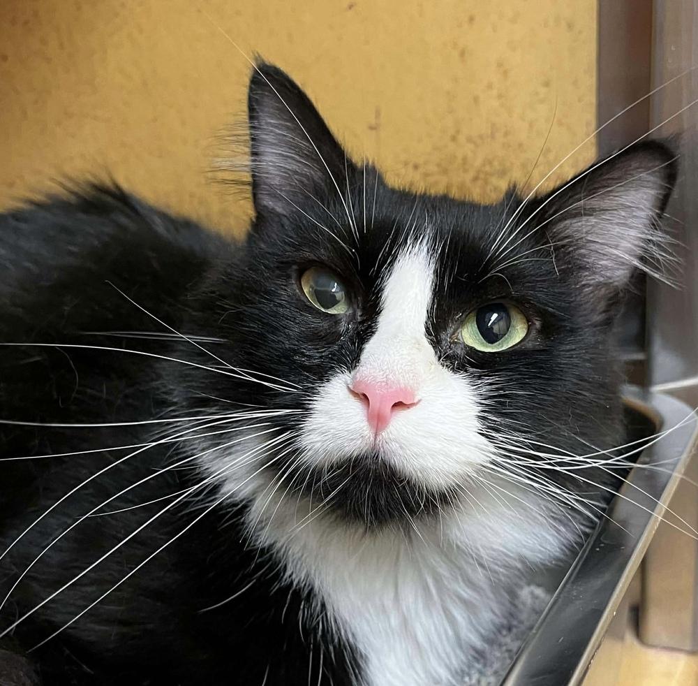 Enlarge Jackie, a Adoptable Domestic Long Hair in Emerald Isle, NC image 2/3