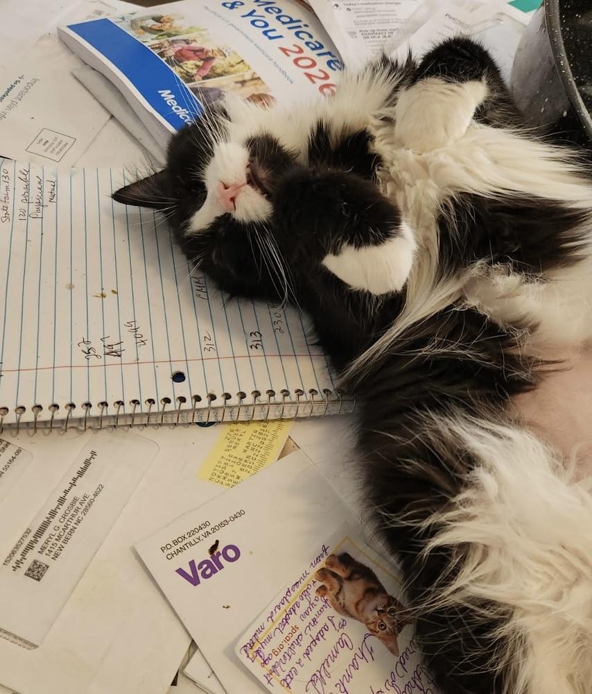 Enlarge Jackie, a Adoptable Domestic Long Hair in Emerald Isle, NC image 3/3