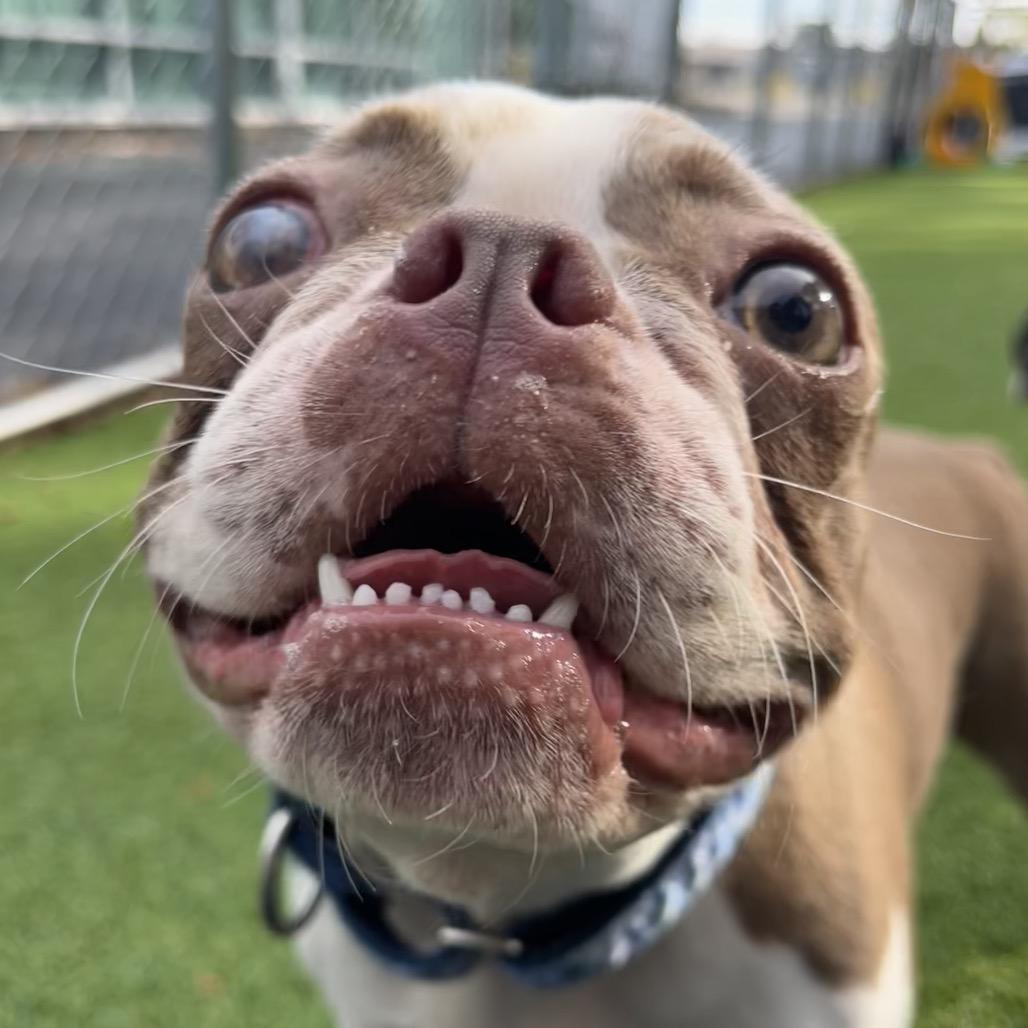 Lincoln, Adoptable, Adult Male Boston Terrier.