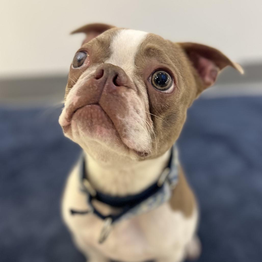 Lincoln, a Adoptable Boston Terrier in Warwick, RI image 1/2