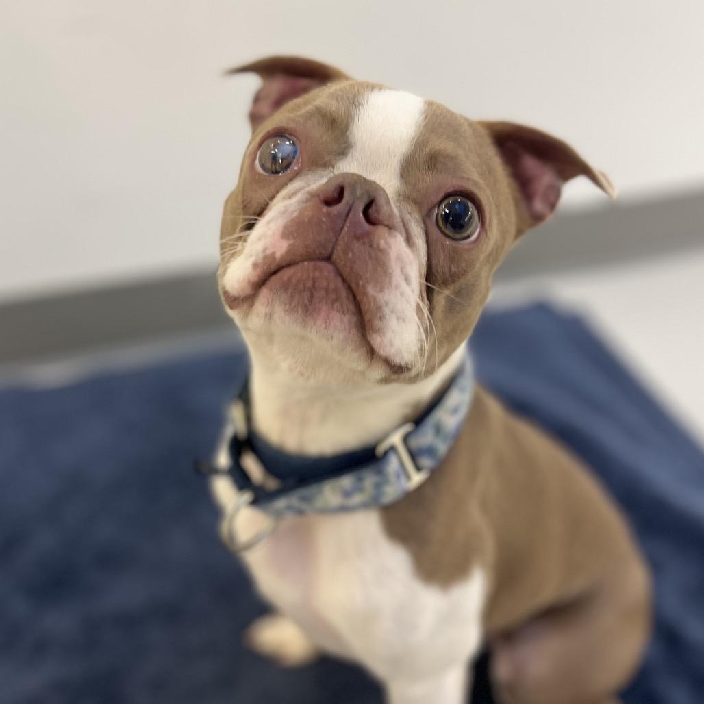 Lincoln, a Adoptable Boston Terrier in Warwick, RI image 2/2