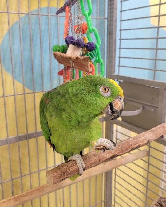 Bubba, Adoptable, Young Male Amazon.