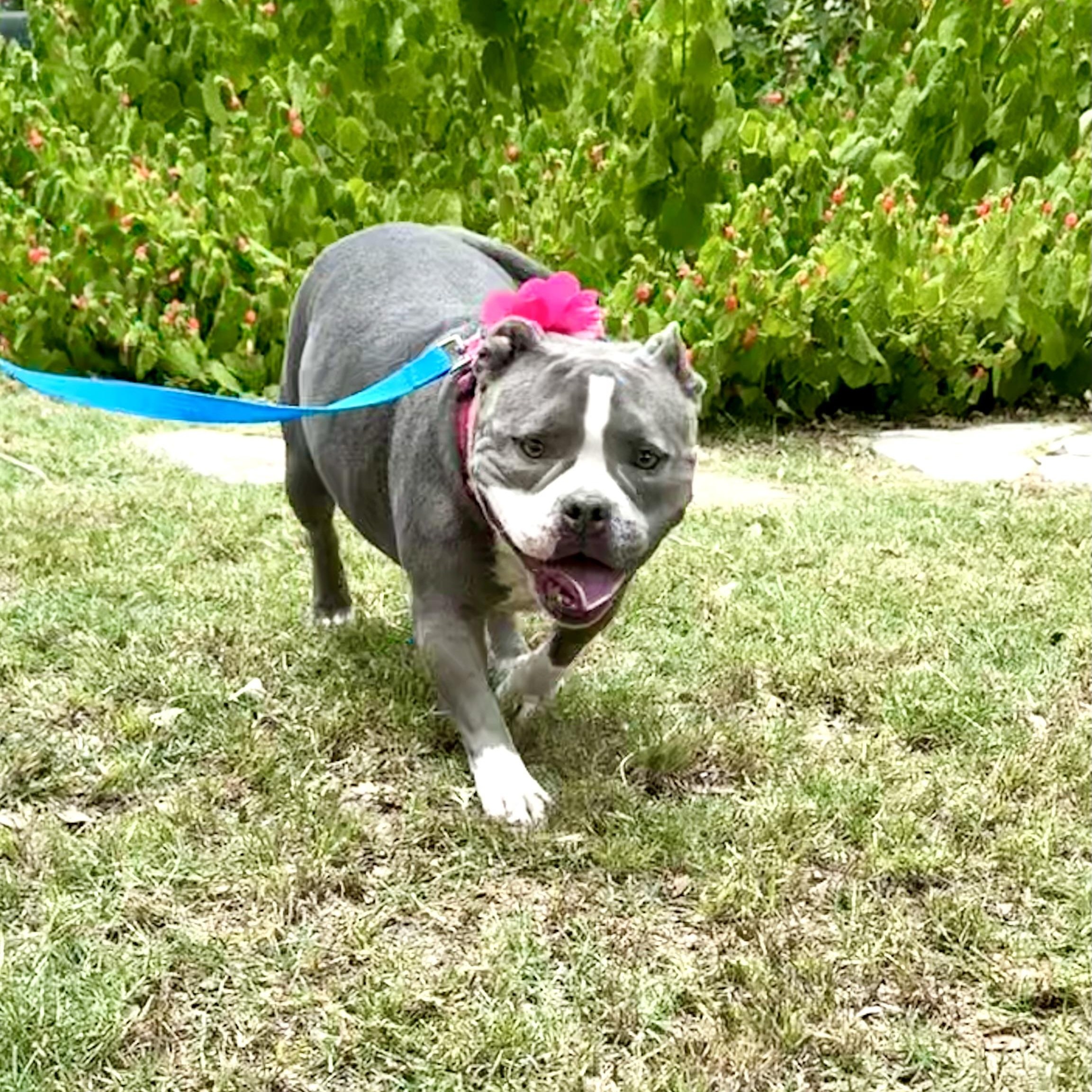 Gracie American Bullyx -Amazing! 5