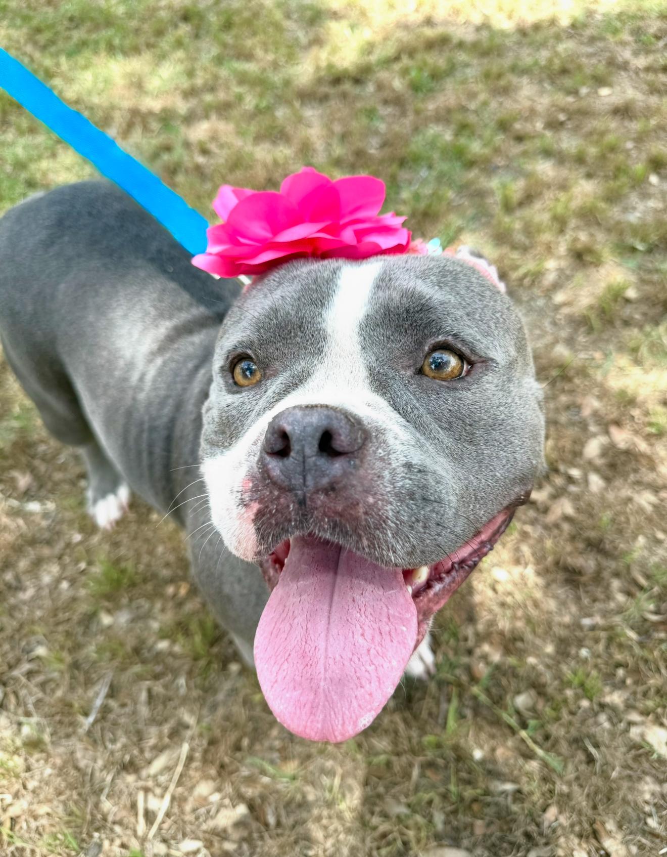 Gracie American Bullyx -Amazing! 2