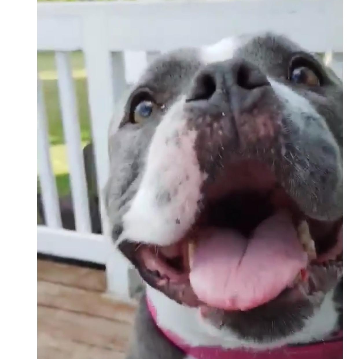 Gracie American Bullyx -Amazing! 4