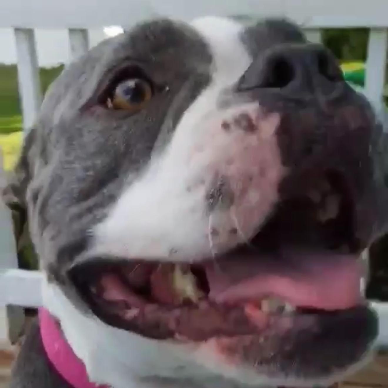 Gracie American Bullyx -Amazing! 6