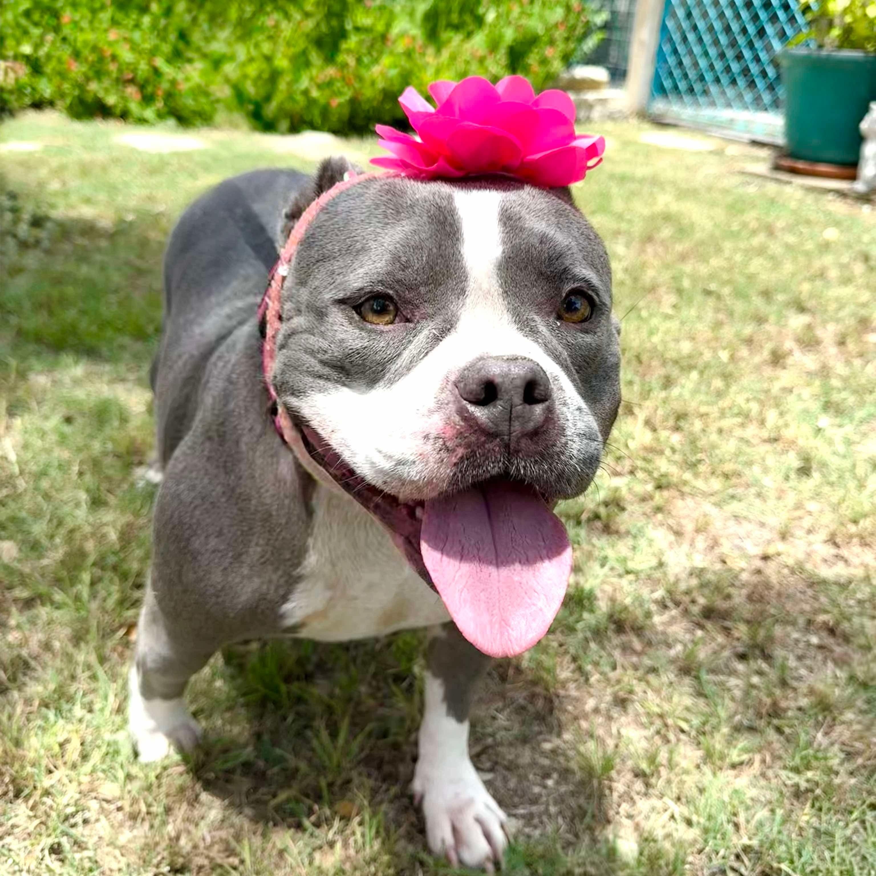 Gracie American Bullyx -Amazing! 3