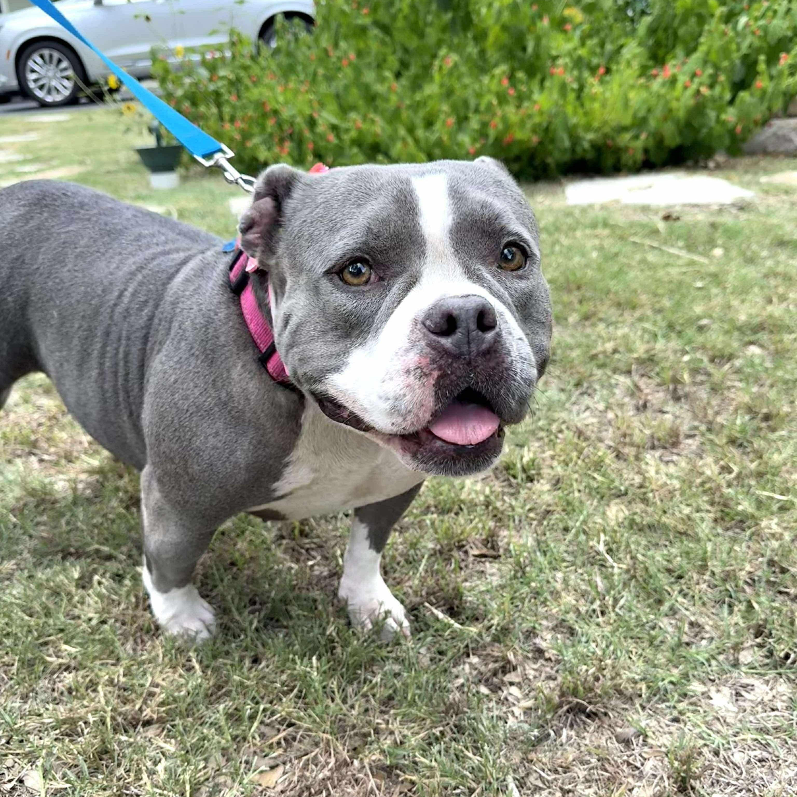Gracie American Bullyx -Amazing!