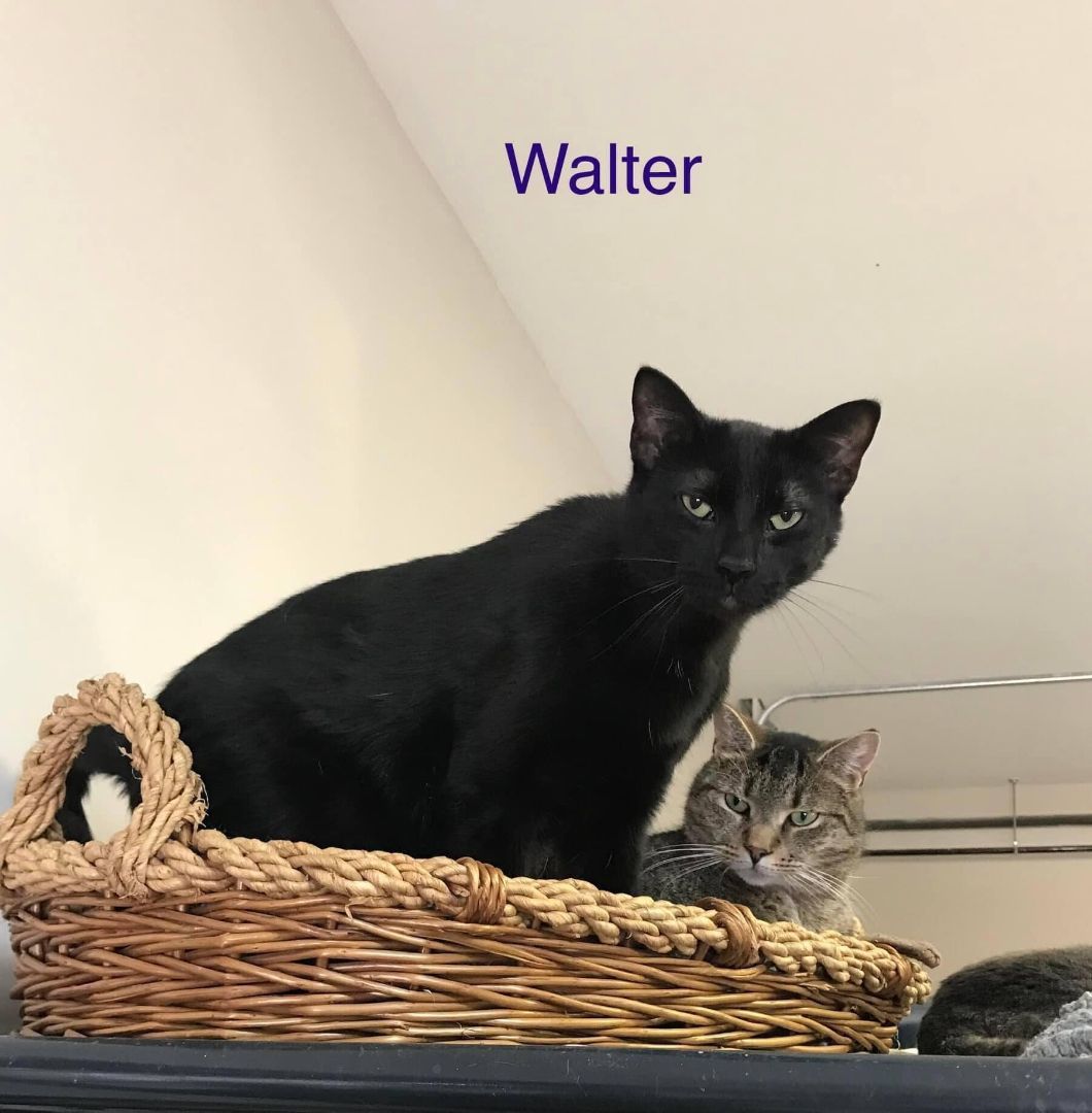 Walter, a Adoptable Domestic Short Hair image 1/2