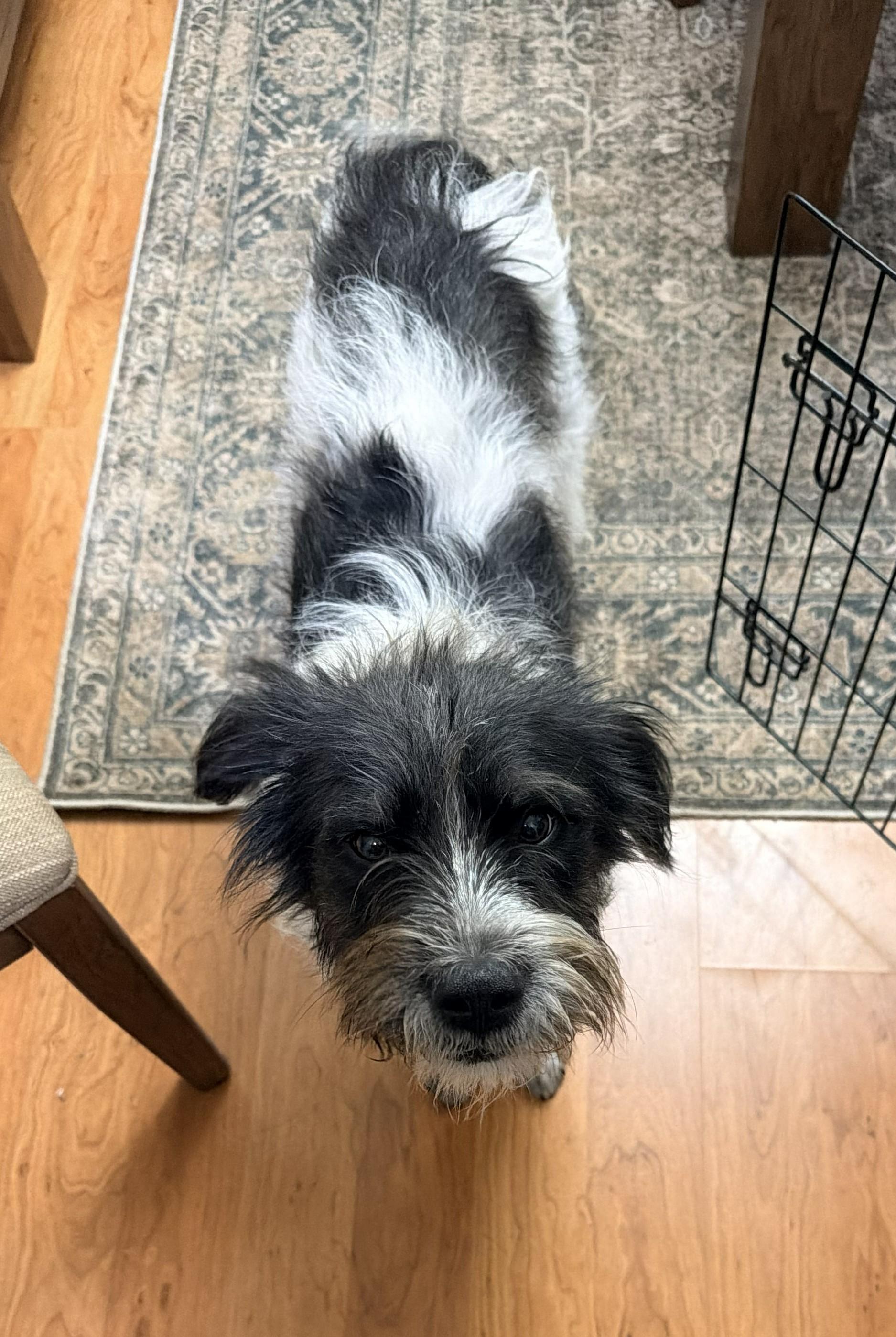 Layla, Adoptable, Adult Female Terrier.
