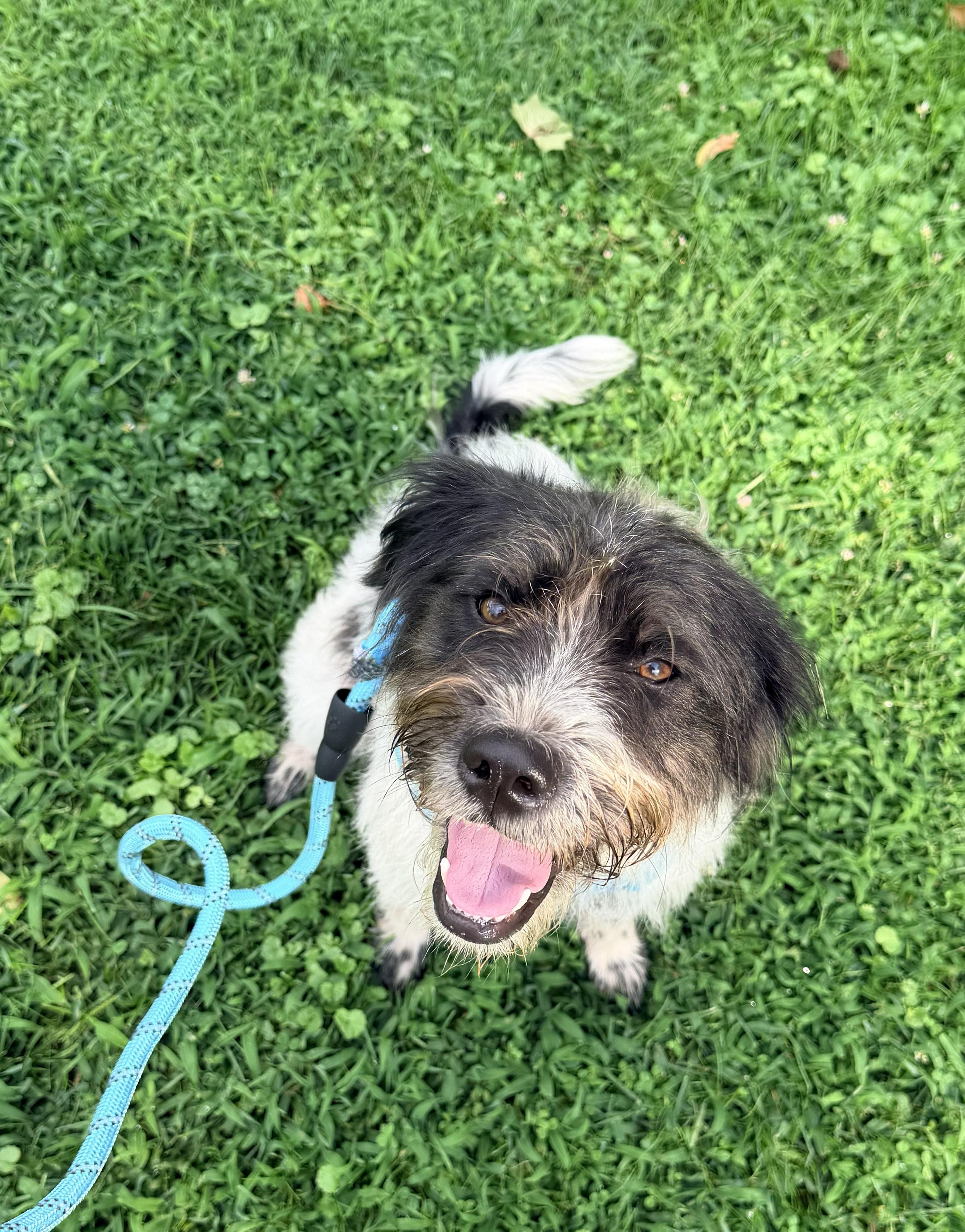 Layla, a Adoptable mixed breed in Falls Church, VA image 2/2