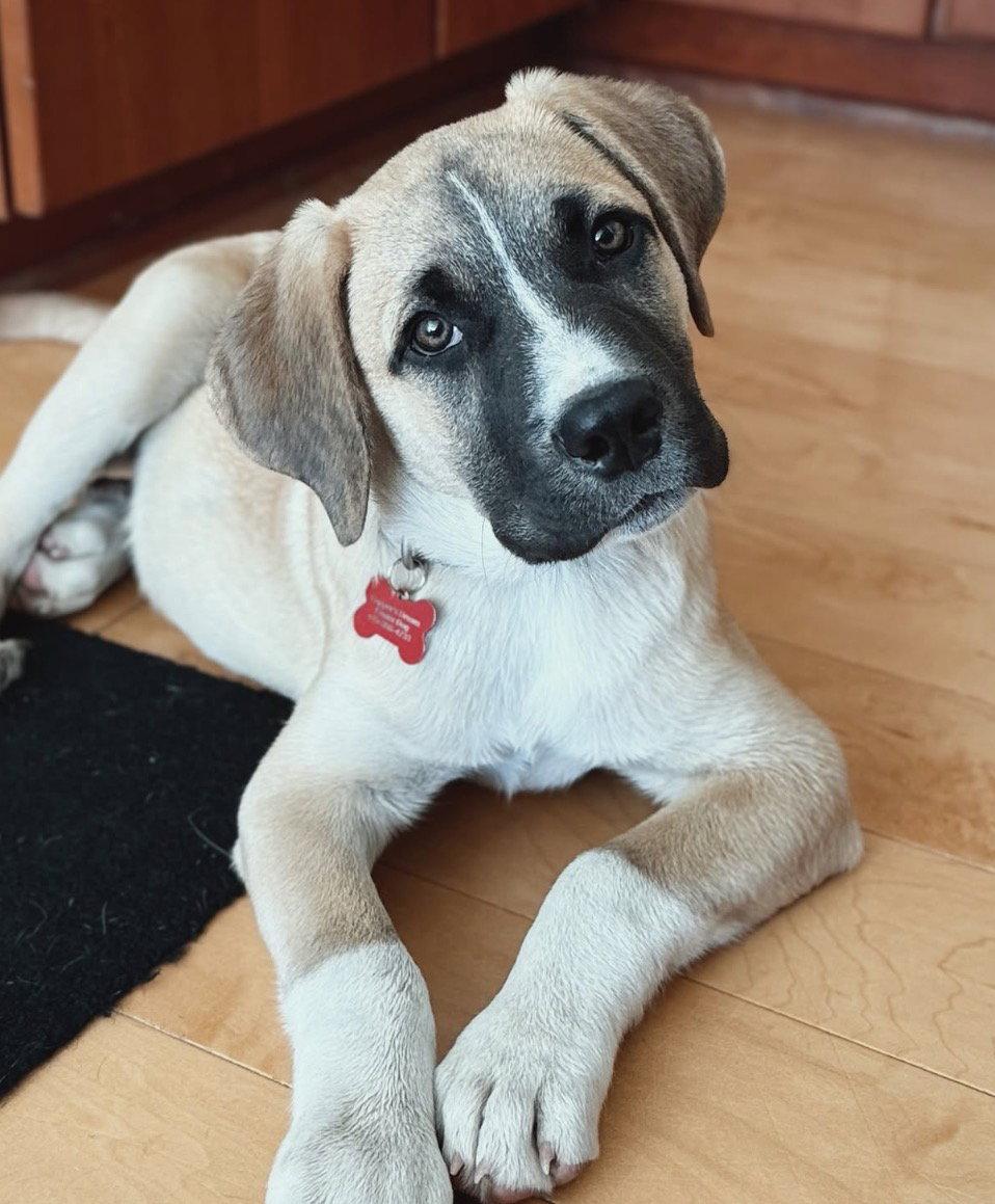 Duke, Adoptable, Young Male Anatolian Shepherd.