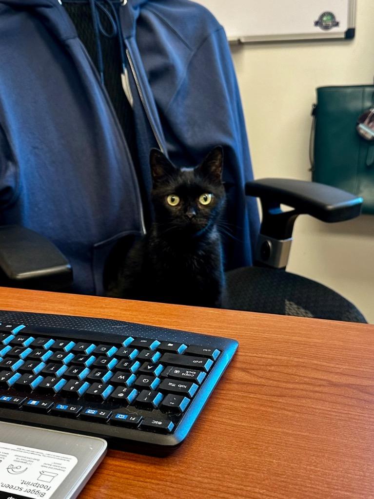 Prancer, Adoptable, Adult Male Domestic Short Hair.