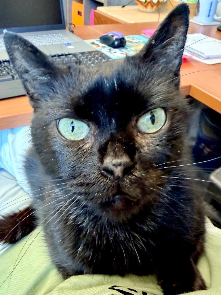 Enlarge Prancer, a Adoptable mixed breed in Cape Coral, FL image 2/3