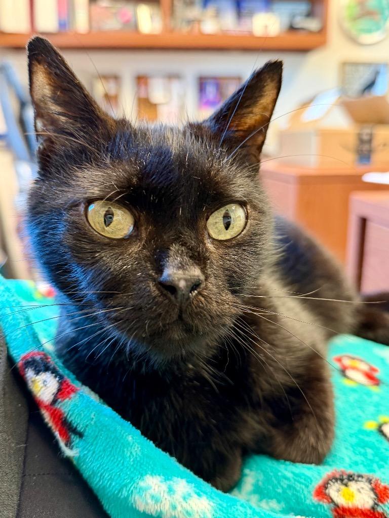 Enlarge Prancer, a Adoptable mixed breed in Cape Coral, FL image 3/3