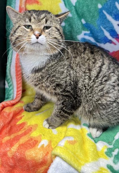 6988 (Meatloaf), Adoptable, Young Male Domestic Short Hair.