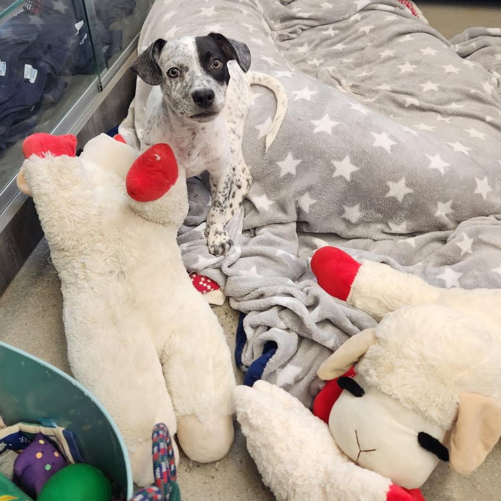 Chip, an adopted mixed breed in New Rochelle, NY image 3/3