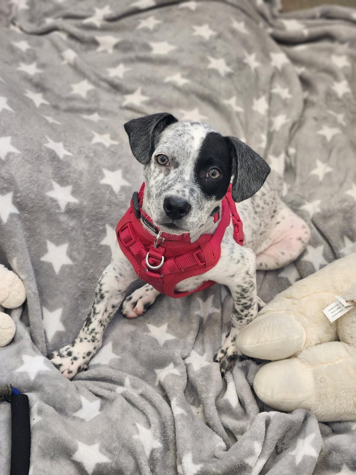Chip, adopted, Puppy Male Cattle Dog & Catahoula Leopard Dog.