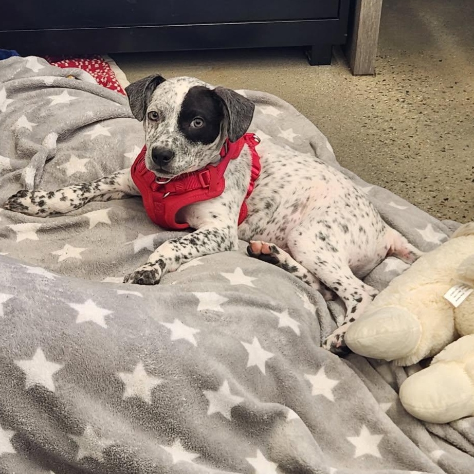 Chip, an adopted mixed breed in New Rochelle, NY image 2/3