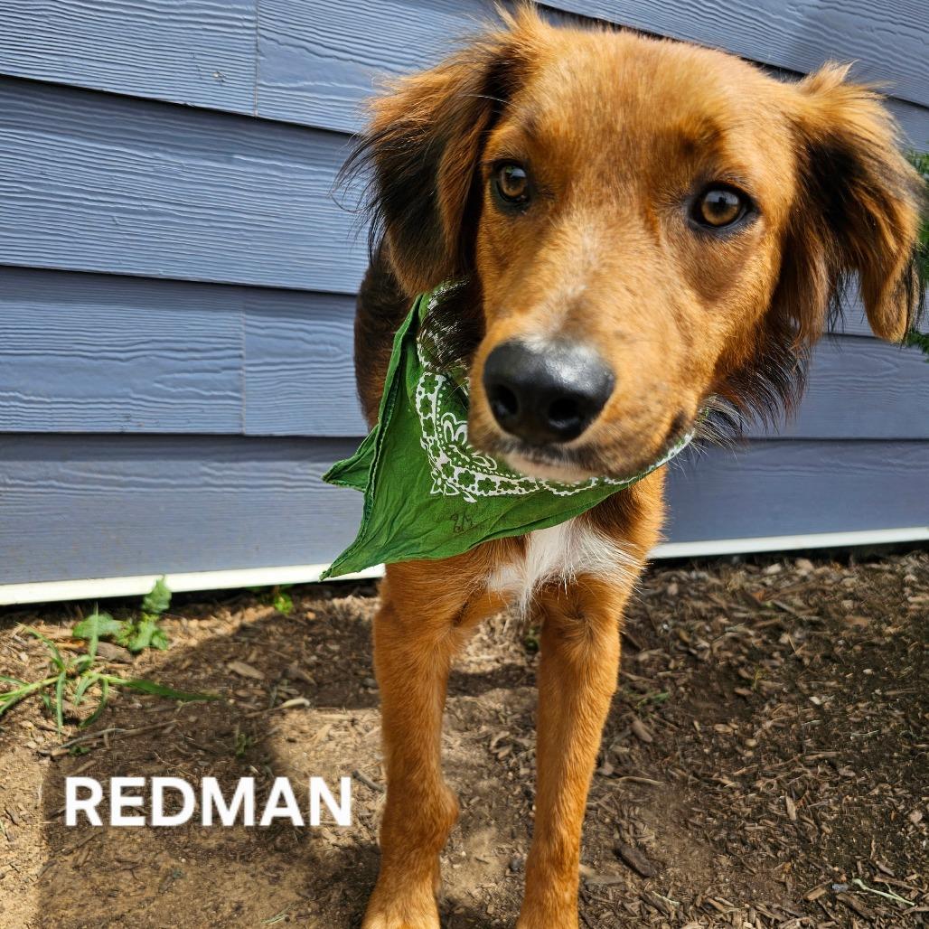 Enlarge Redman, a Adoptable mixed breed in Madisonville, TN image 1/4