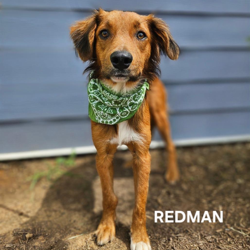 Enlarge Redman, a Adoptable mixed breed in Madisonville, TN image 3/4