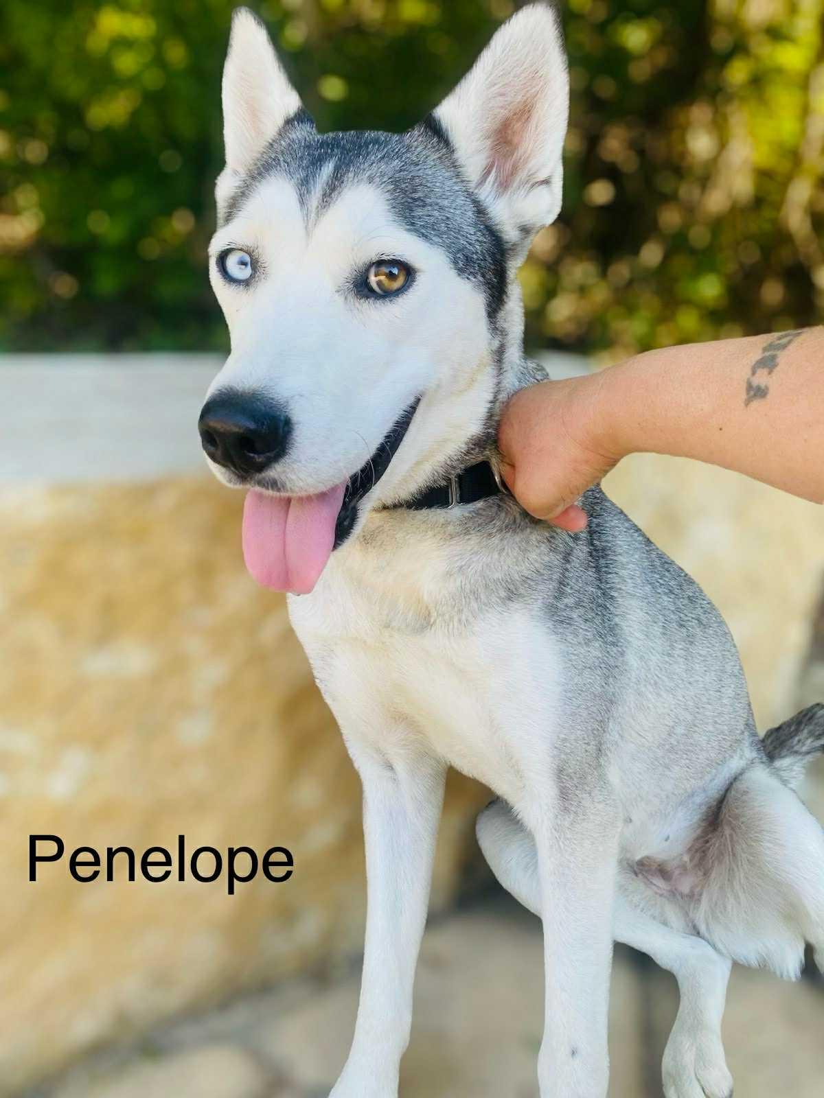 Penelope