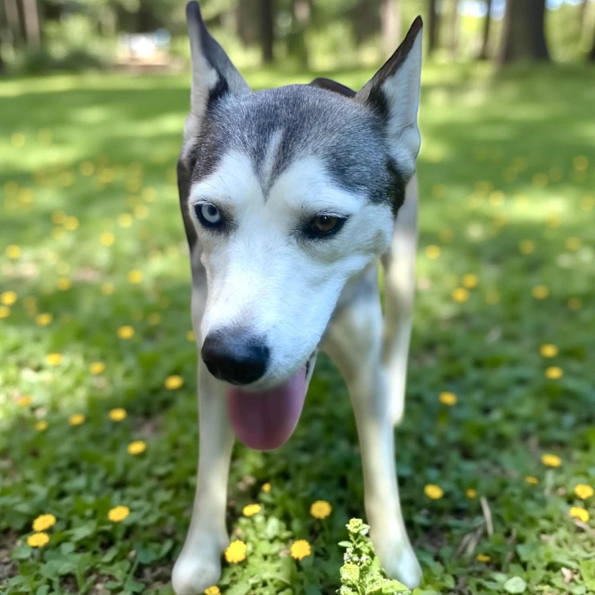 Penelope — thumbnail 4