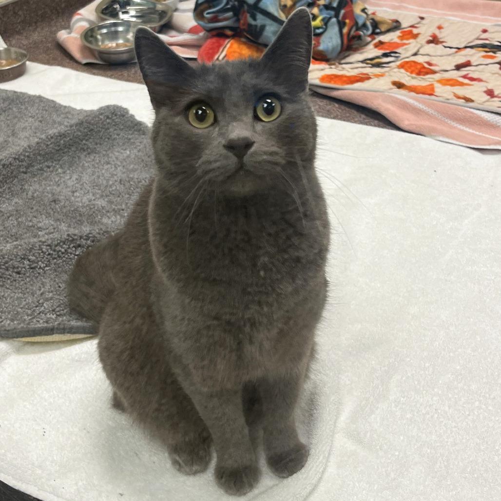 Enlarge Gyro, a Adoptable Domestic Medium Hair in Cheyenne, WY image 1/1