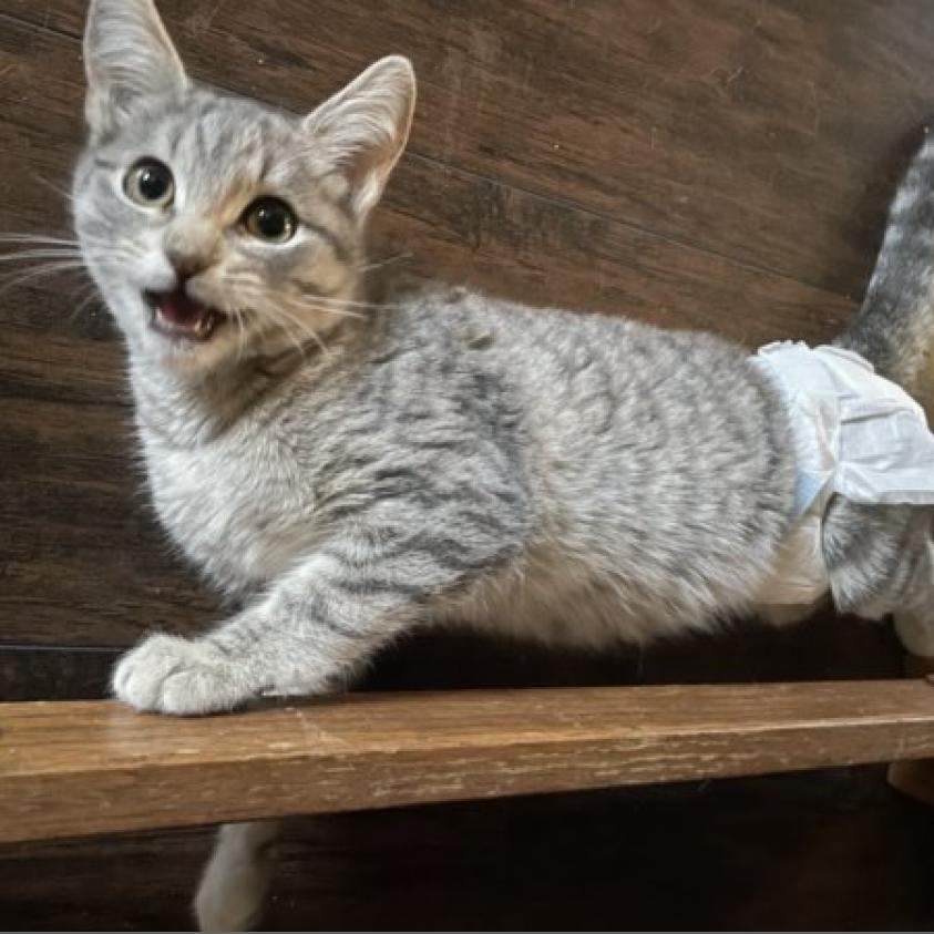 Hailey, Adoptable, Adult Female Domestic Short Hair.