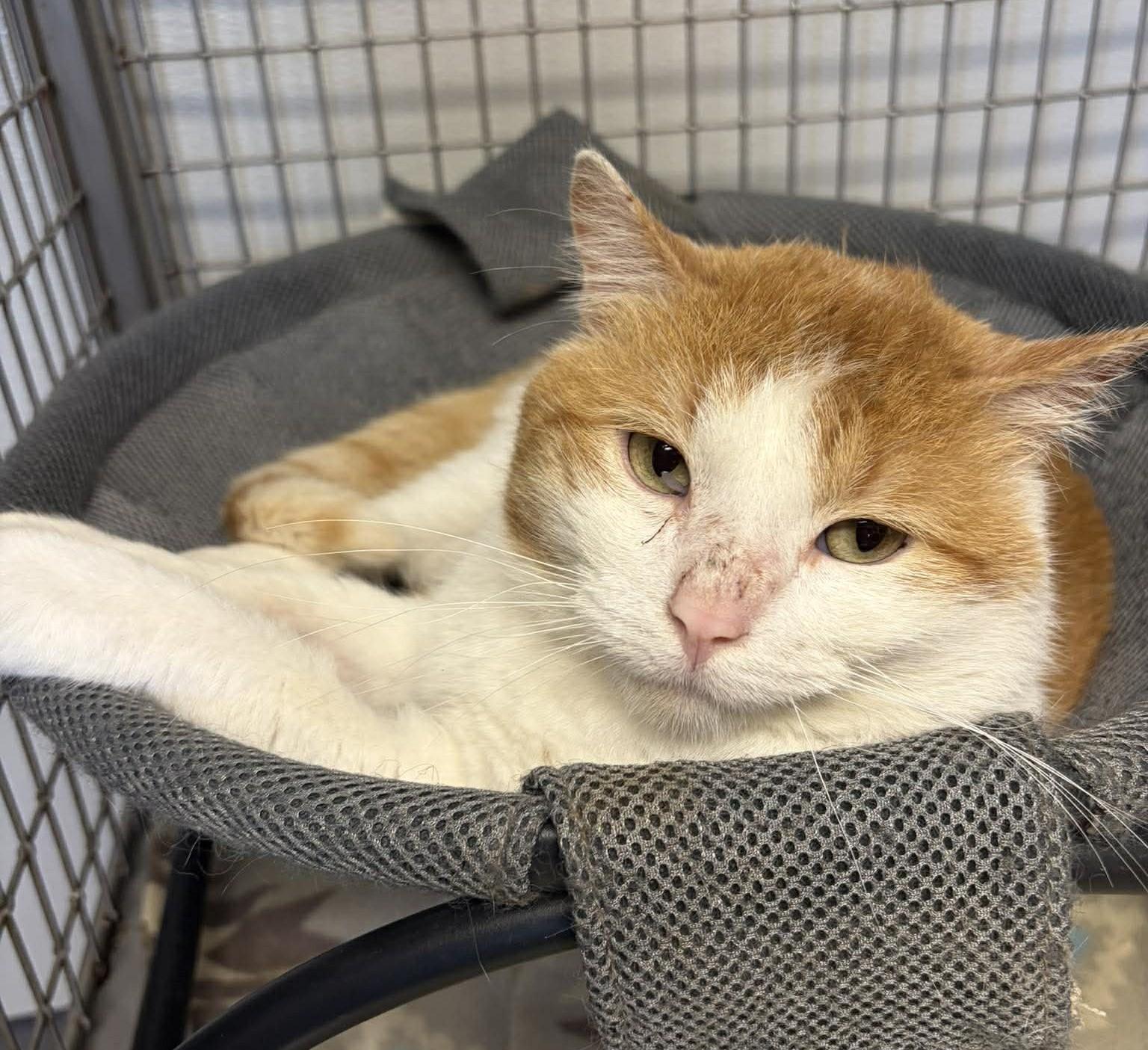 Leo, ADOPTABLE, Adult Male Domestic Short Hair.