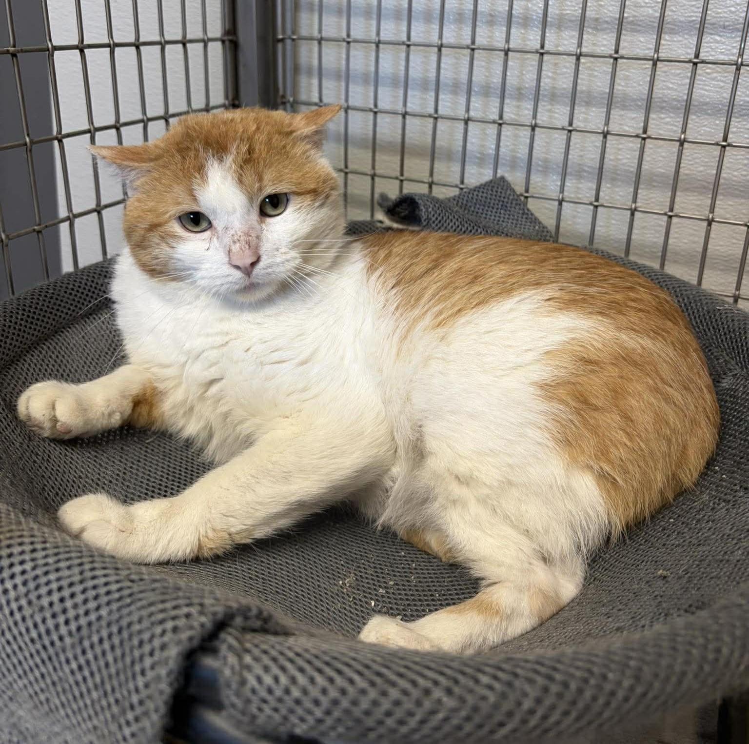 Leo, a ADOPTABLE mixed breed in Maryville, MO image 2/2