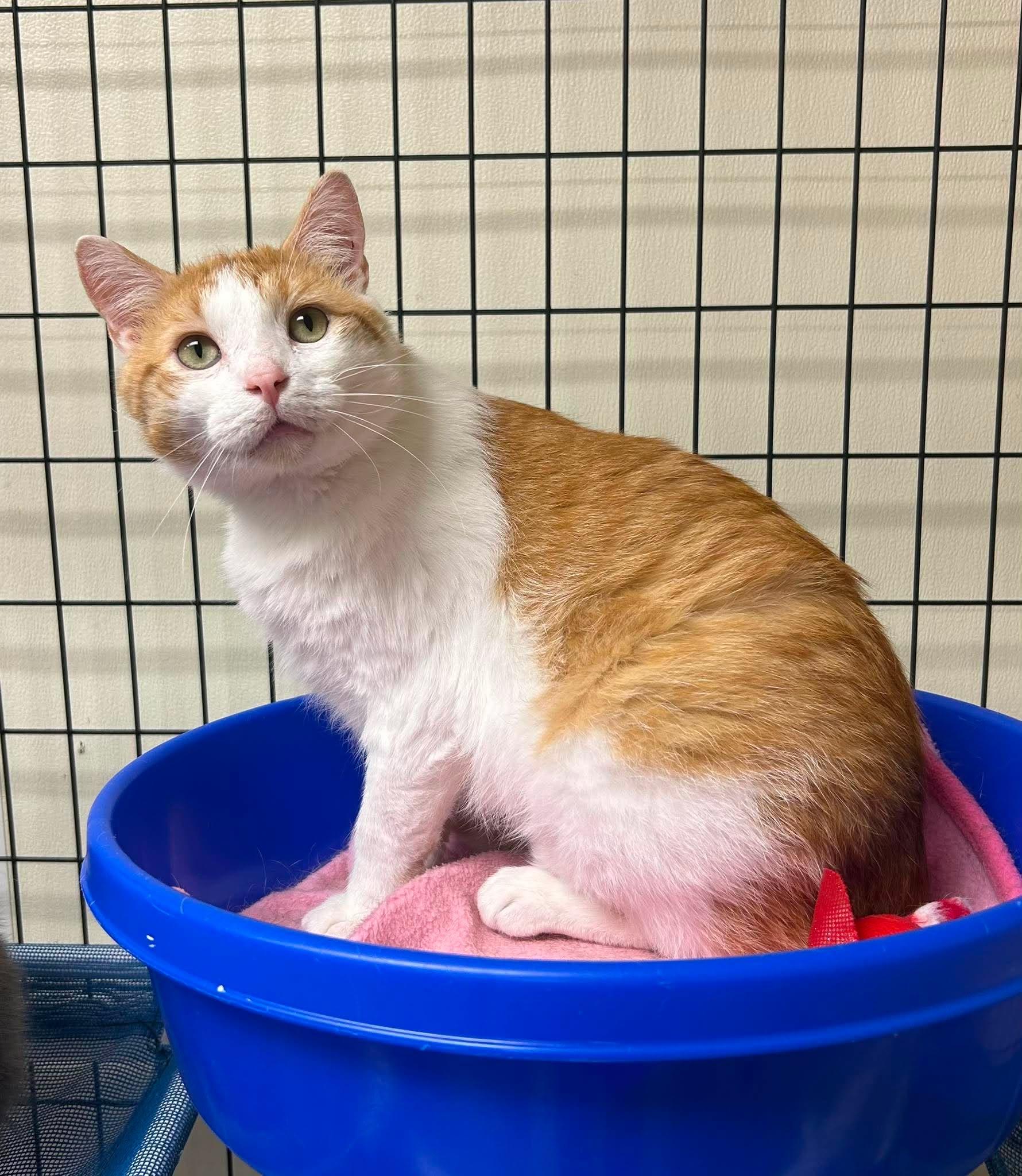 Leo, ADOPTABLE, Adult Male Domestic Short Hair.