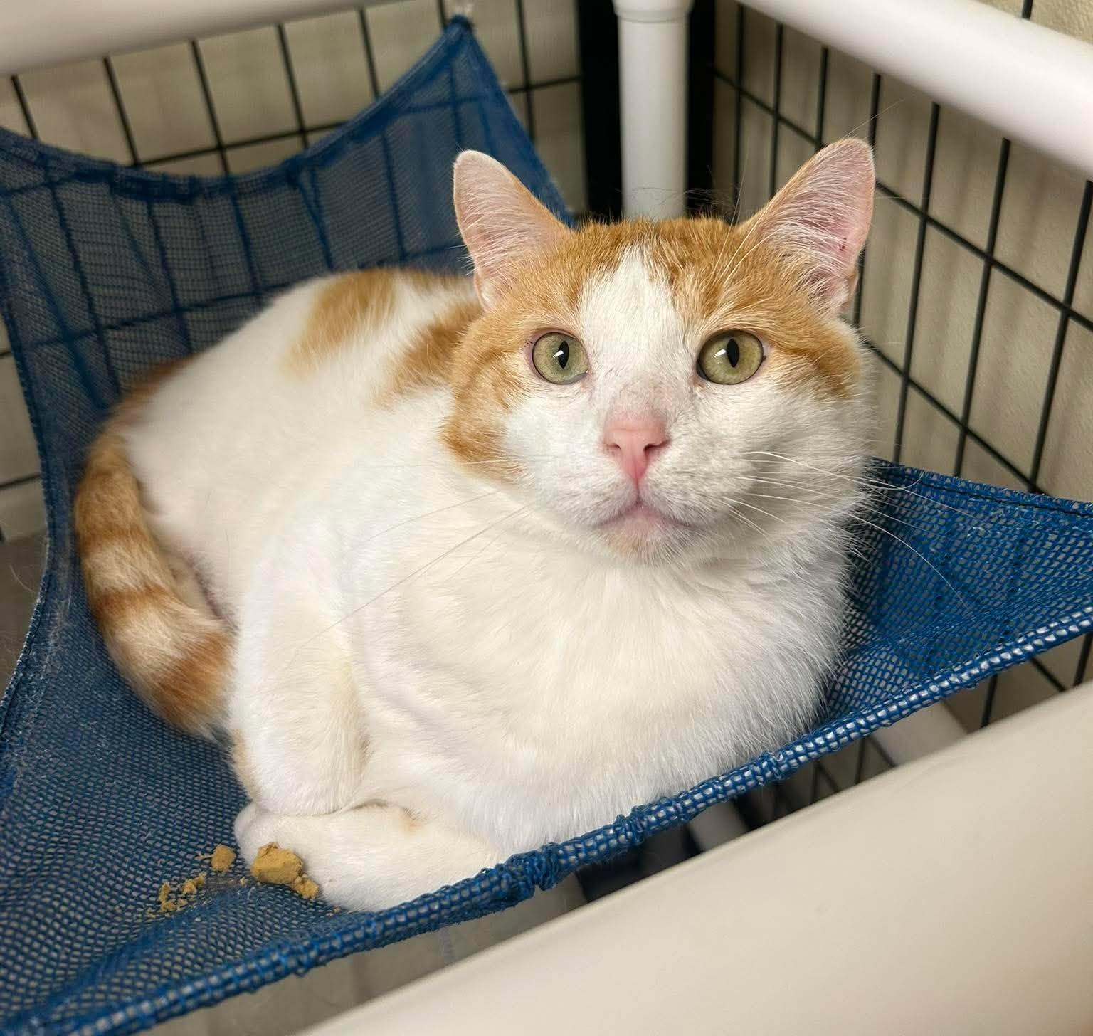 Leo, a ADOPTABLE mixed breed in Maryville, MO image 2/4