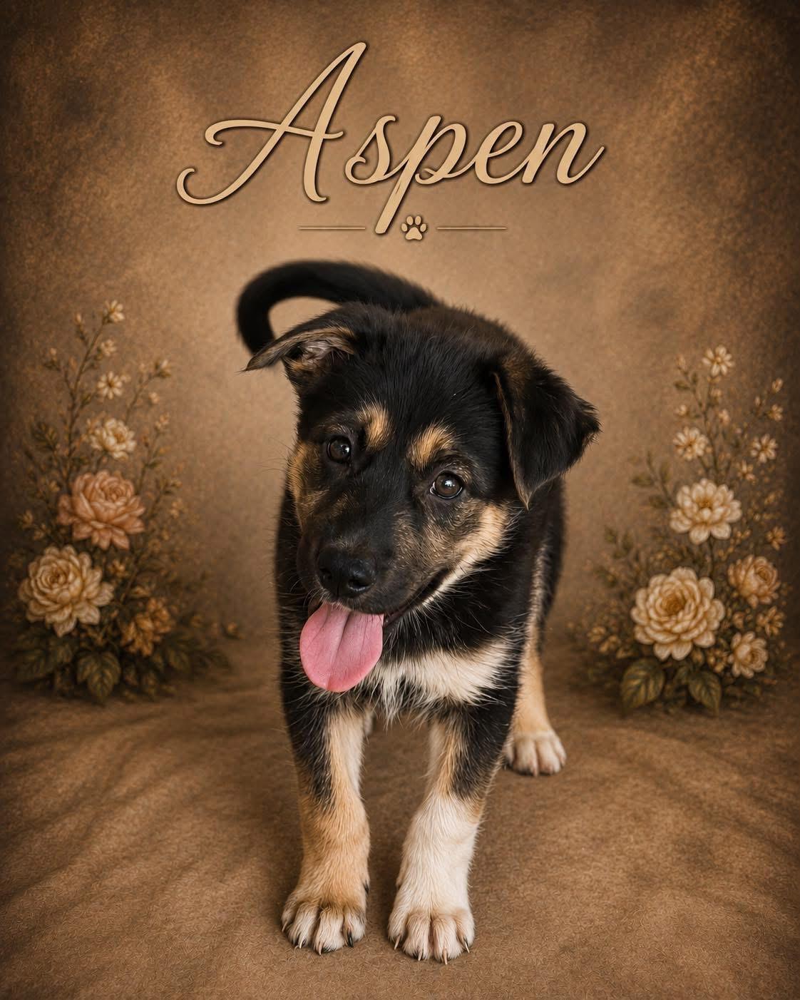 Aspen - Foster Needed - photo 1