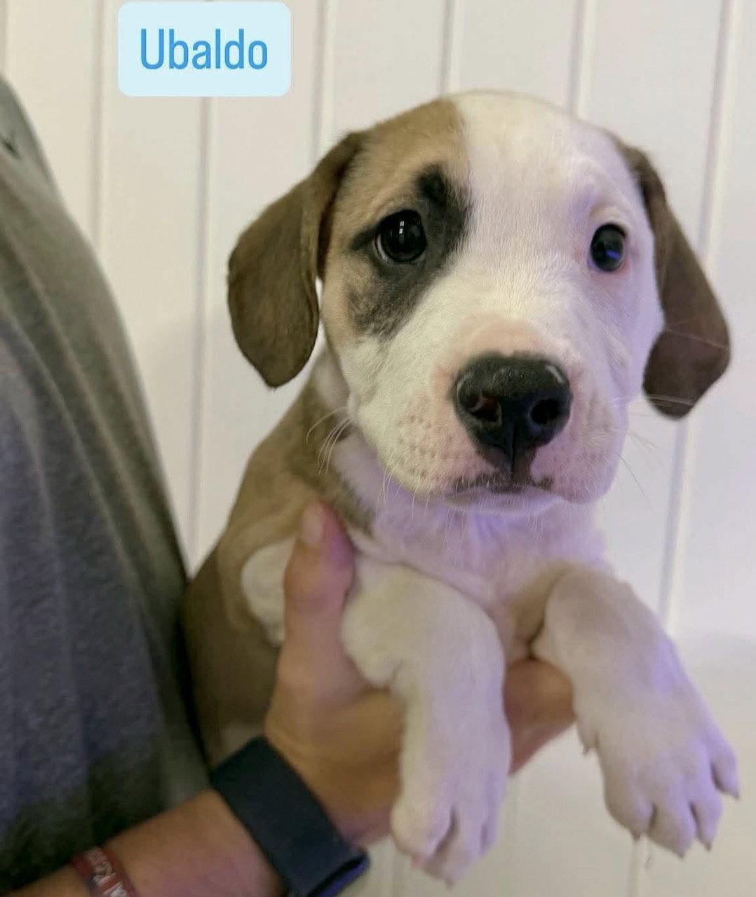 Ubaldo, Adoptable, Puppy Male American Staffordshire Terrier & Boxer.