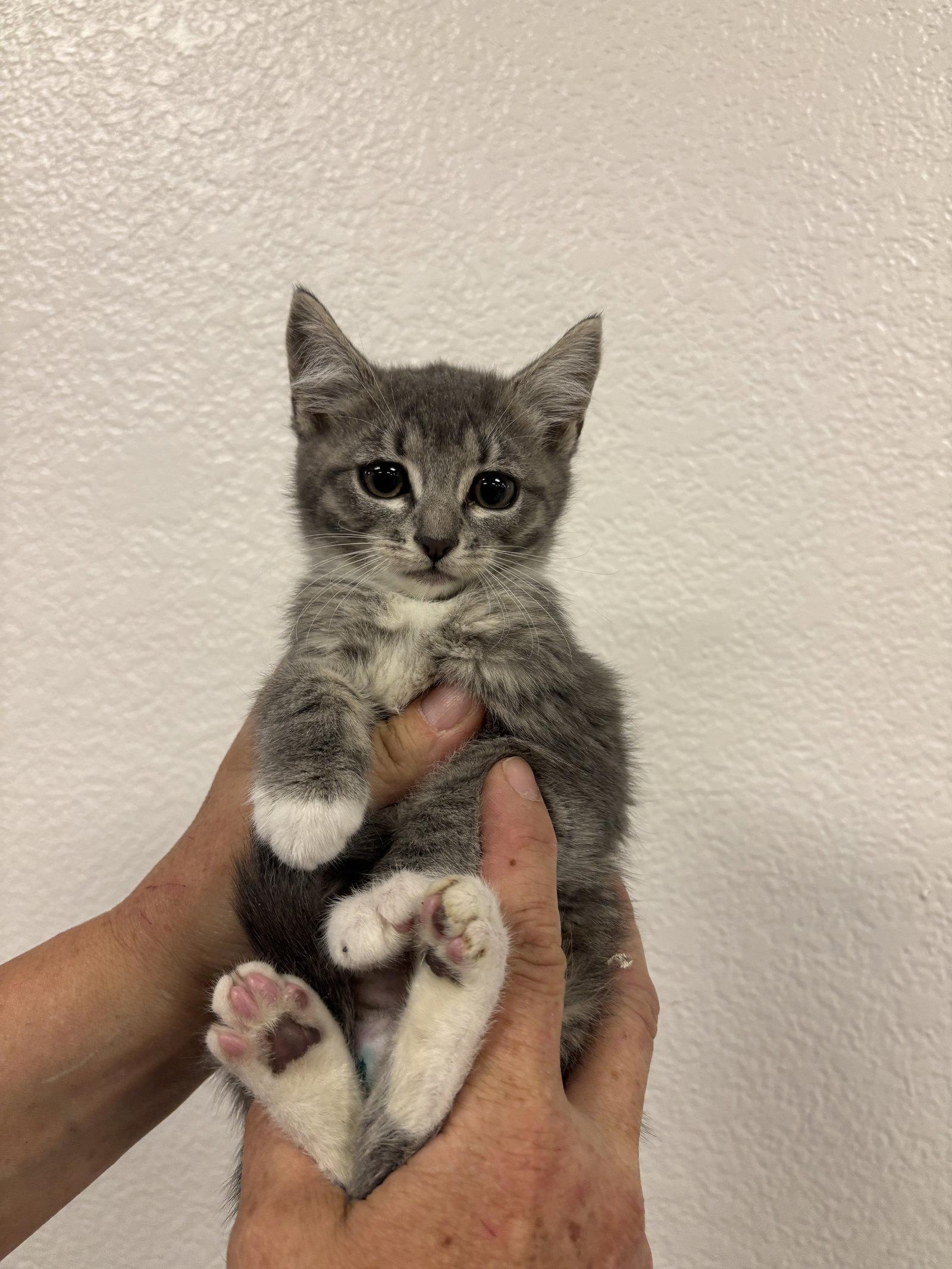 Miss Piggy ( BC), Adoptable, Kitten Female Tabby.
