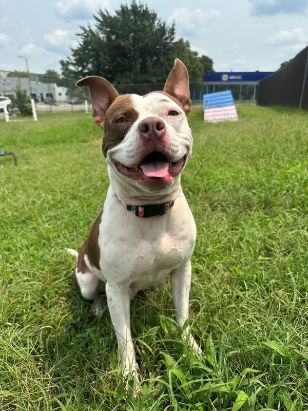 4th of July Footlong, Adoptable, Adult Female Pit Bull Terrier.