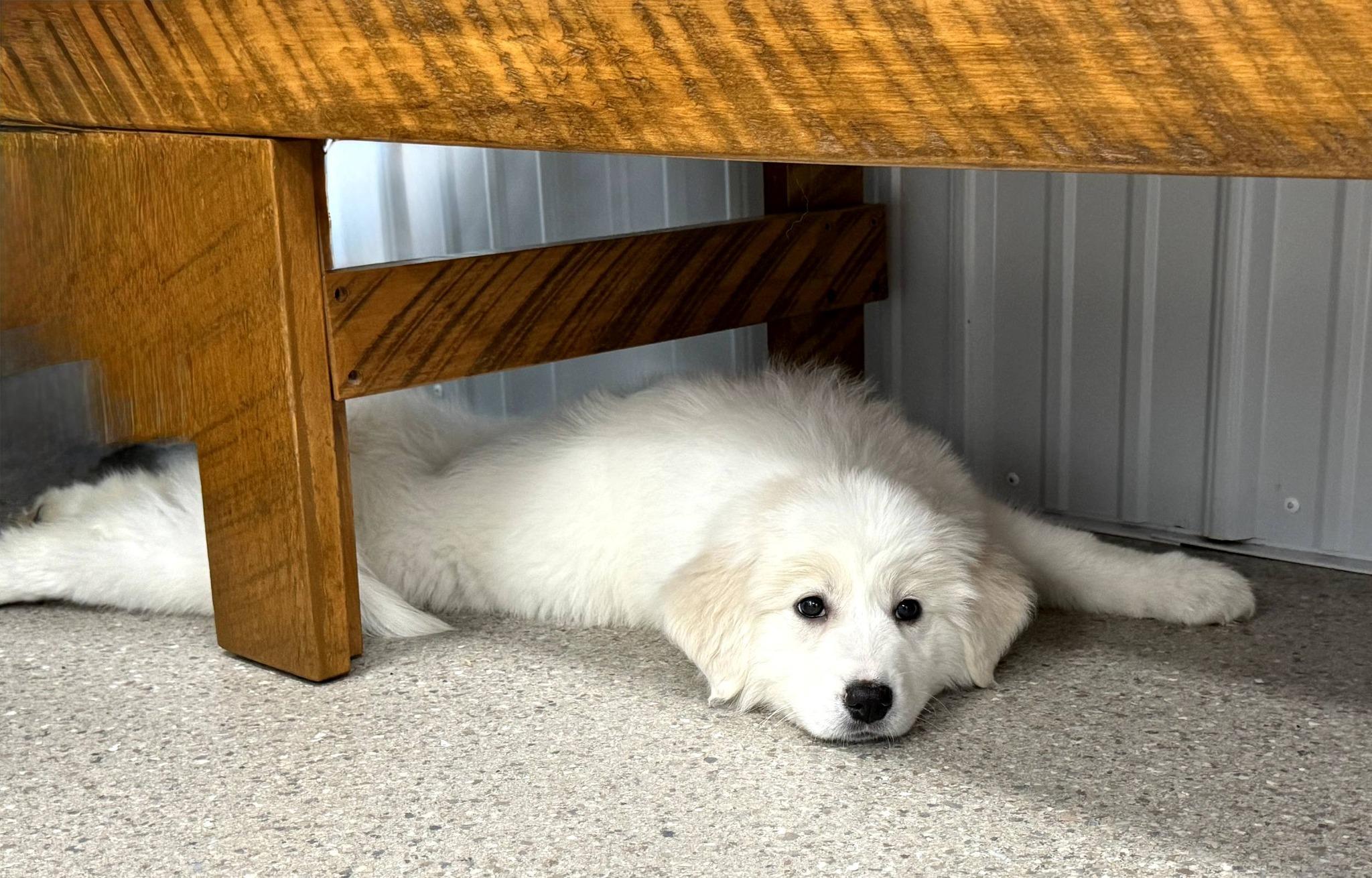 SugarCookie, Adoptable, Puppy Female Great Pyrenees.