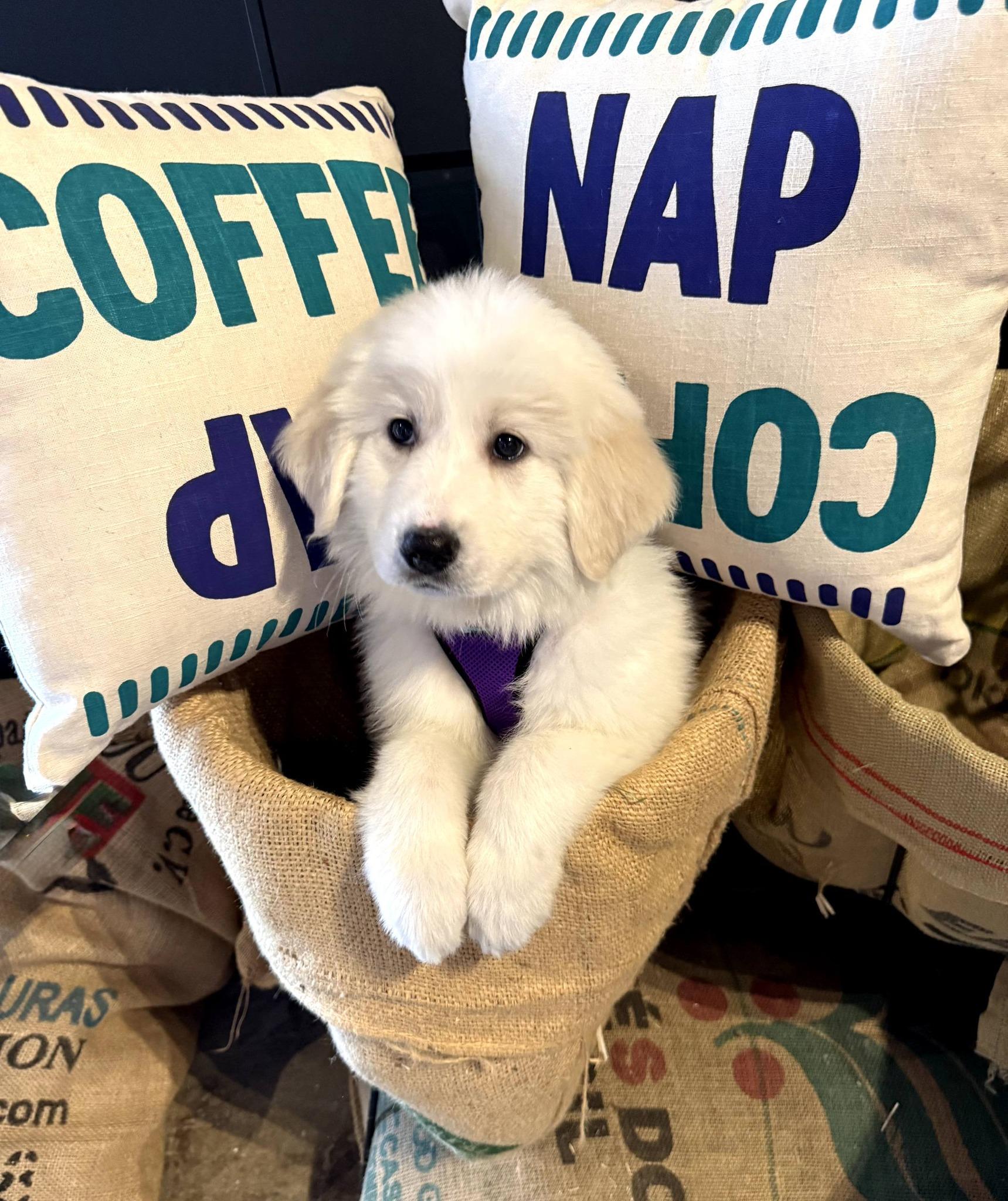 Enlarge SugarCookie, a Adoptable Great Pyrenees in East Sparta, OH image 4/5