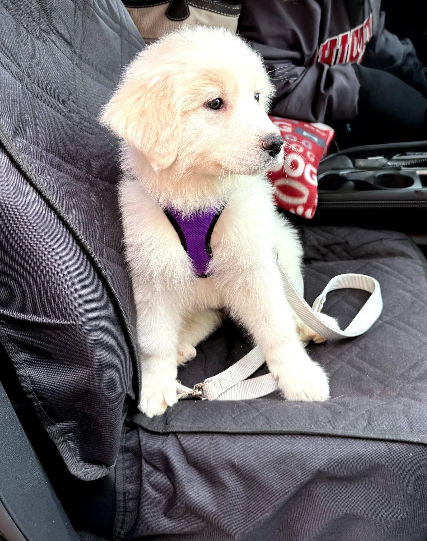 Enlarge SugarCookie, a Adoptable Great Pyrenees in East Sparta, OH image 3/5
