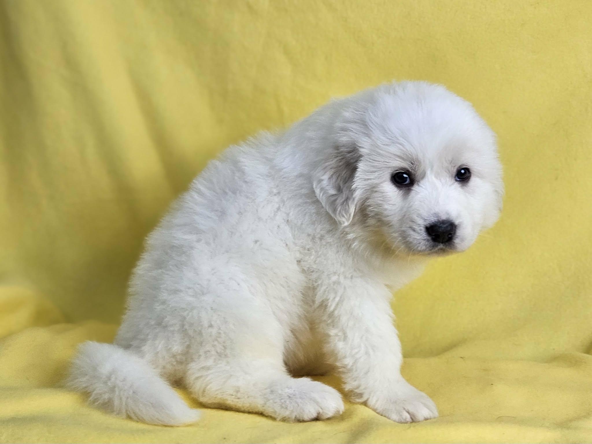 SugarCookie, Adoptable, Puppy Female Great Pyrenees.
