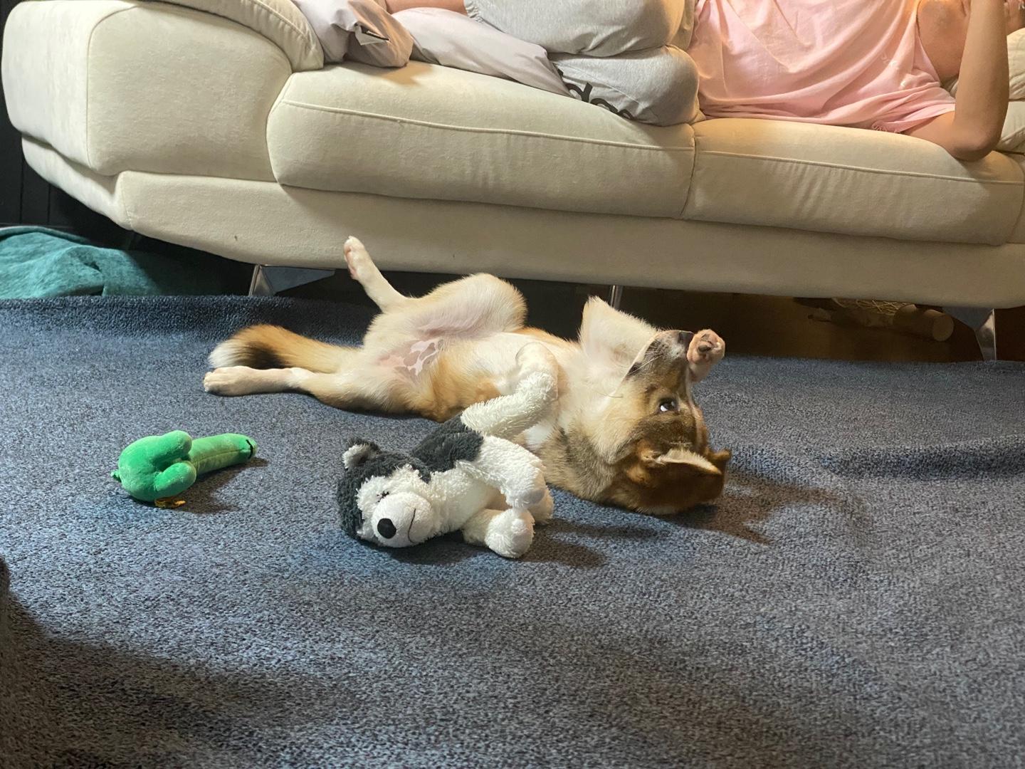 Enlarge **ADELE, a Adoptable mixed breed in Springfield, VA image 2/5