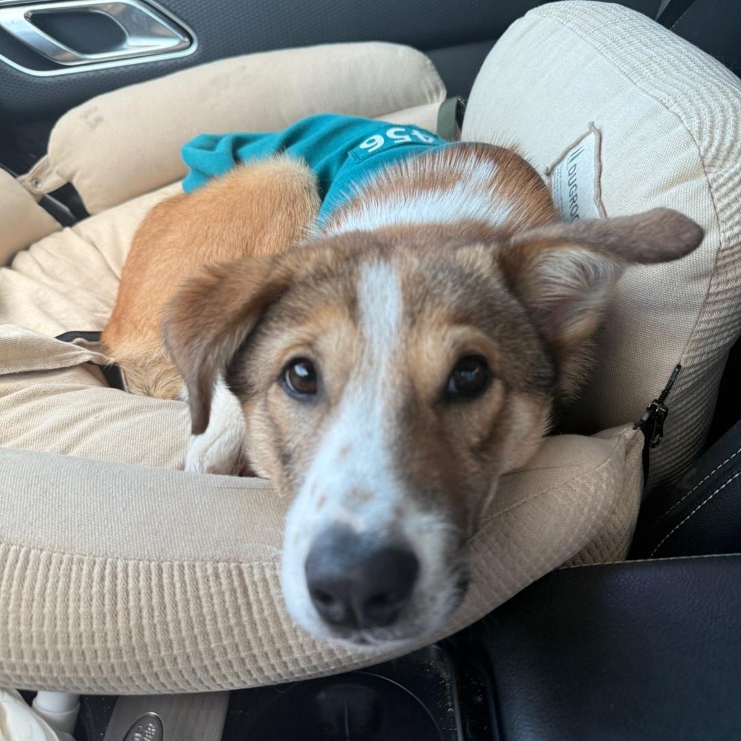 Enlarge **ADELE, a Adoptable mixed breed in Springfield, VA image 4/5