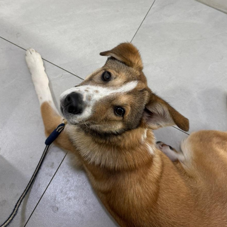 **ADELE, Adoptable, Young Female Jindo.