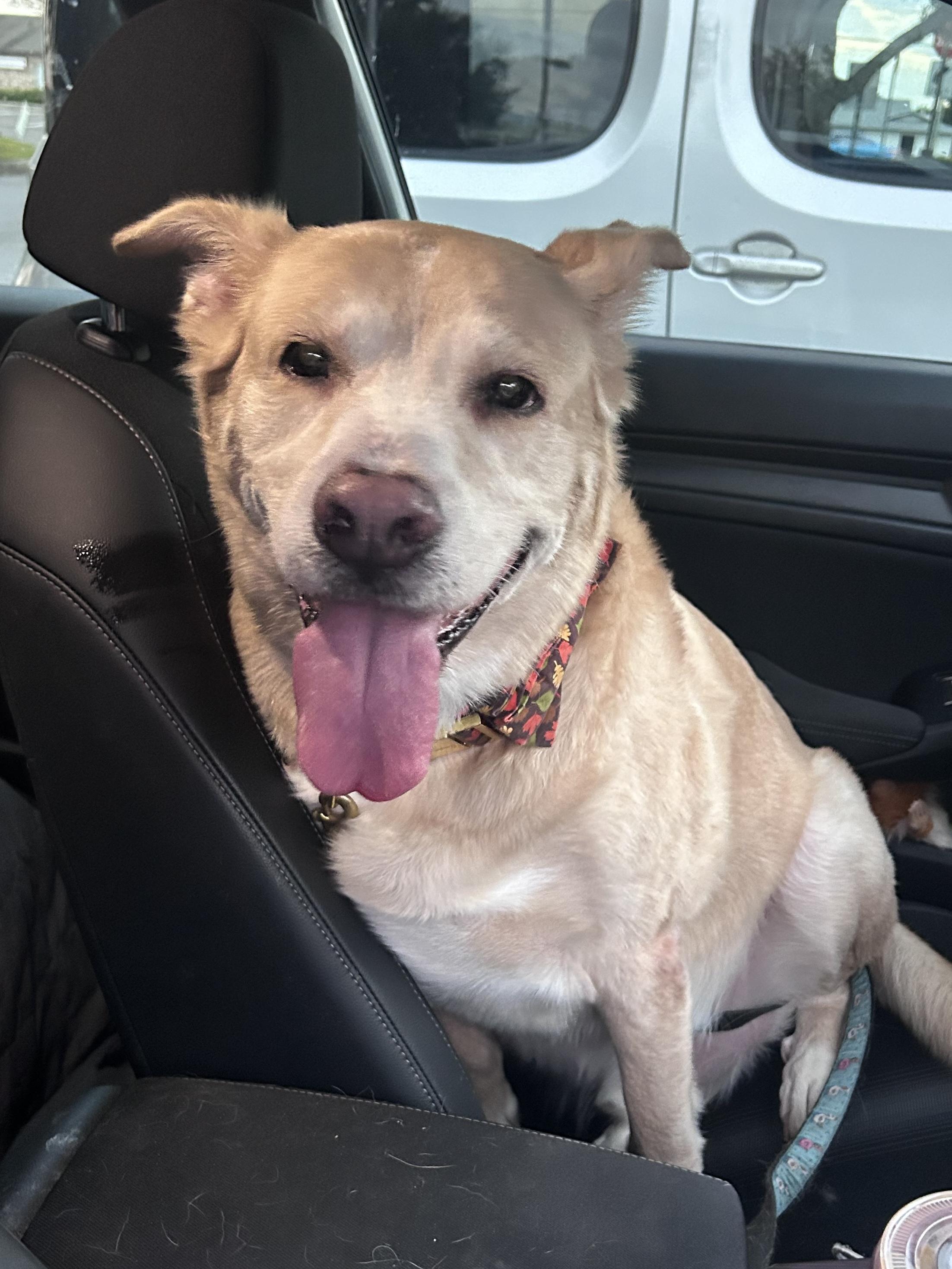 Enlarge Gizmo, a Adoptable mixed breed in Tavares, FL image 1/6