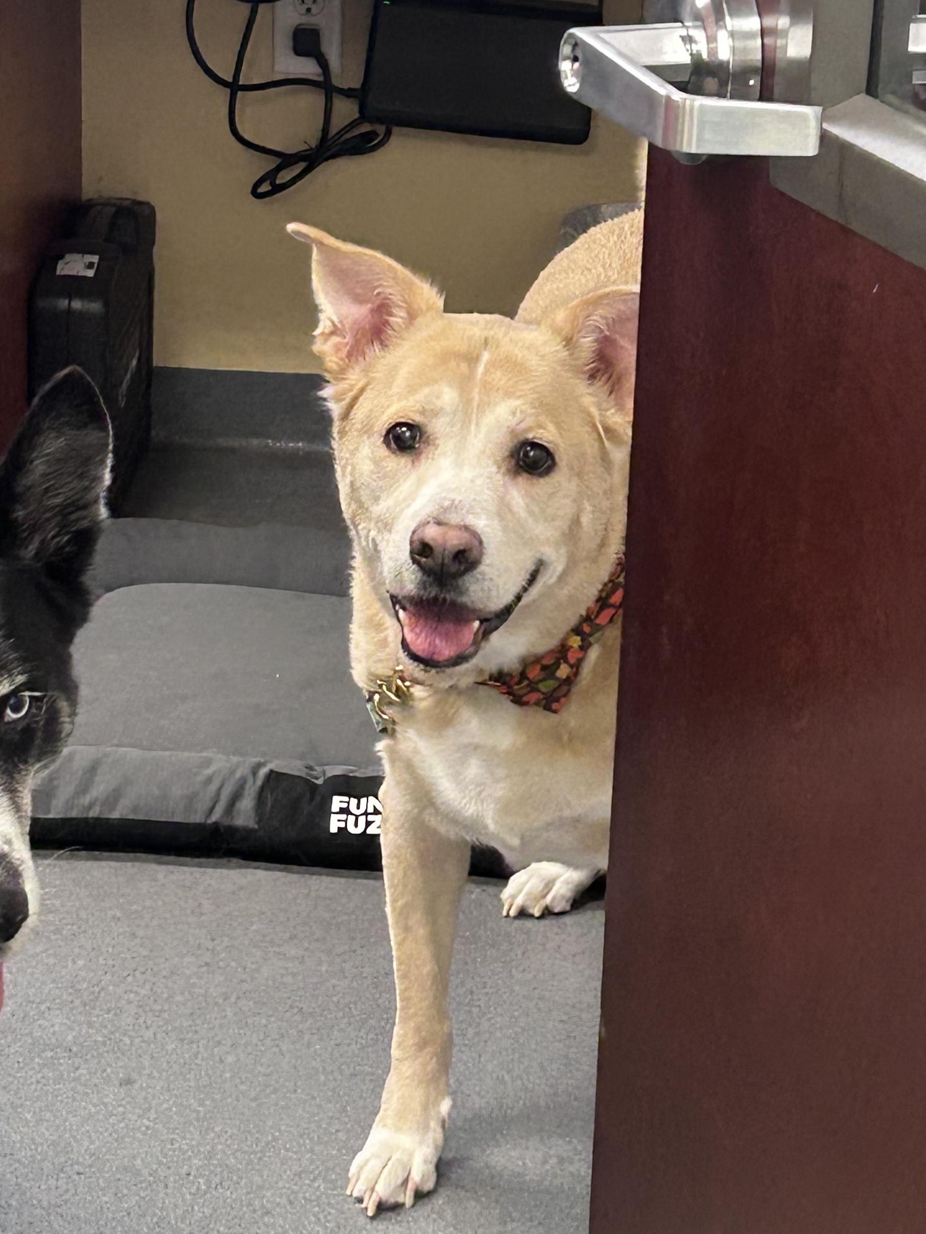 Enlarge Gizmo, a Adoptable mixed breed in Tavares, FL image 2/6