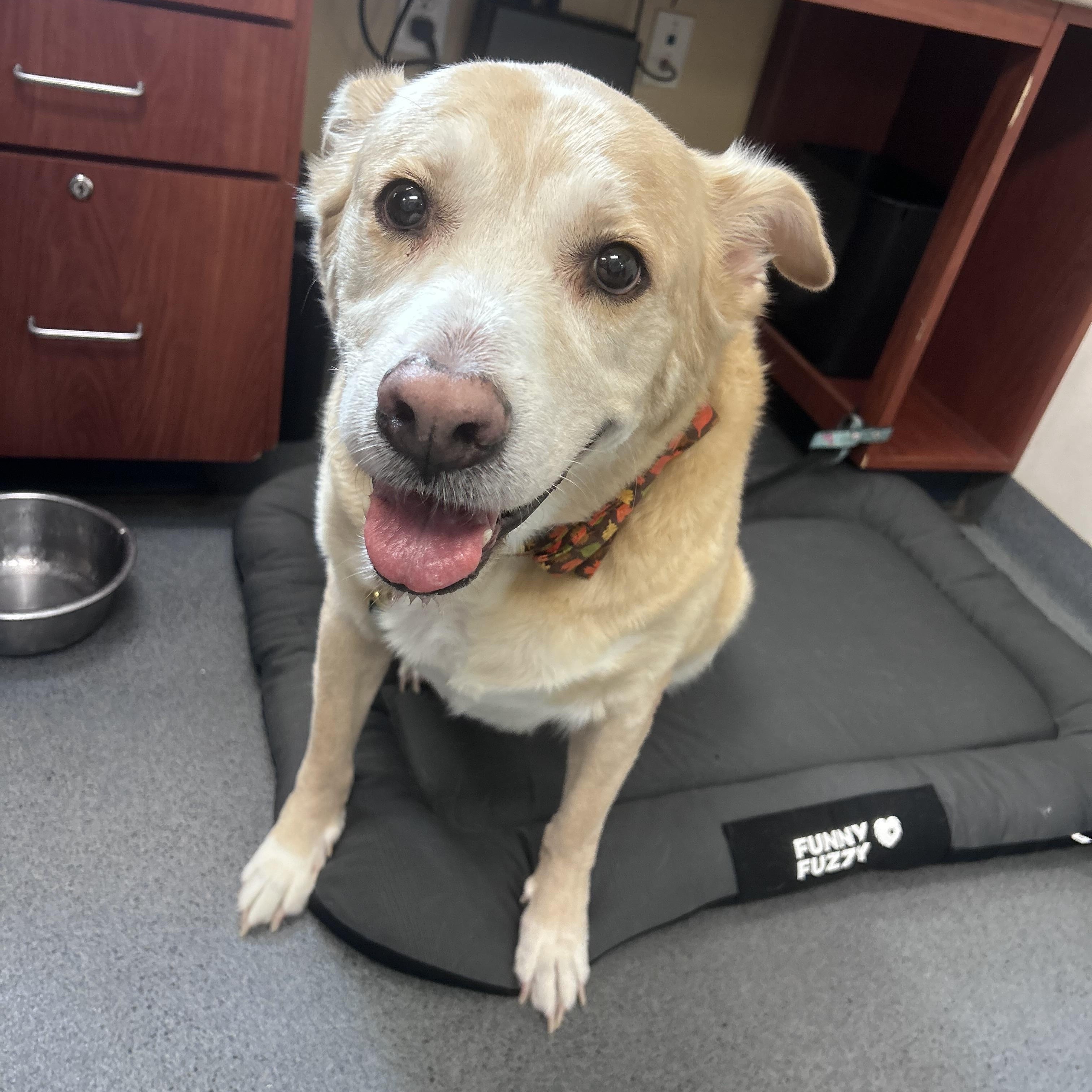 Enlarge Gizmo, a Adoptable mixed breed in Tavares, FL image 4/6