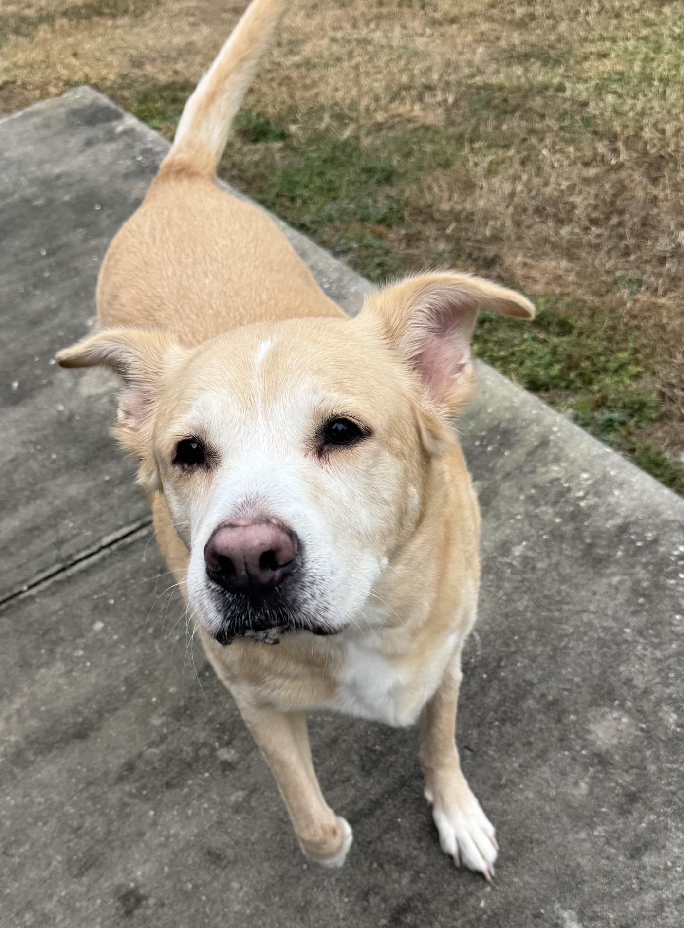 Enlarge Gizmo, a Adoptable mixed breed in Tavares, FL image 3/6